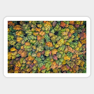 Aerial view of color autumn forest Sticker